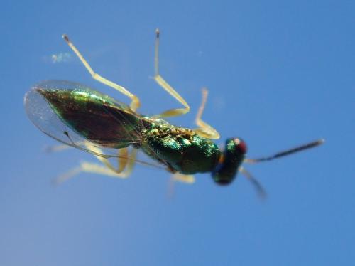 Pteromalinae
